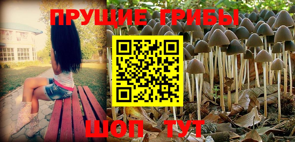 Моздок  Псилоцибиновые грибы прущие грибы  Вход с VPN 